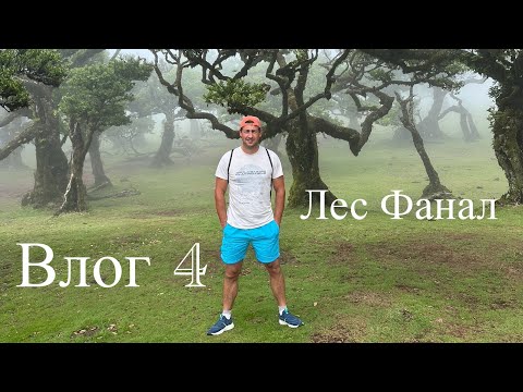 Видео: Влог 4. Лес Фанал. Переезд в другое жильё. Трущёбы. Разочарование в блогерстве. 