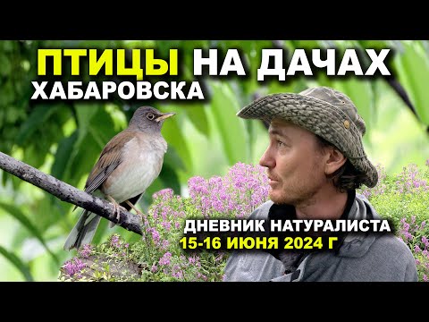 Видео: Птицы на дачах под Хабаровском. Дневник натуралиста. 15-16 июня 2024 г.