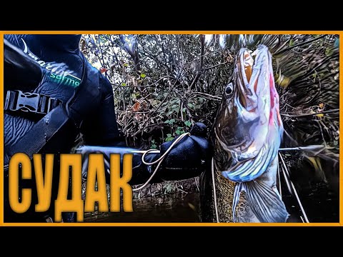 Видео: ПОДВОДНАЯ ОХОТА НА ДЕСНЕ | ТРОФЕЙНЫЙ СУДАК | ПОДВОДНАЯ ОХОТА 2021