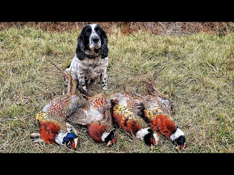 Видео: РУССКИЙ ОХОТНИЧИЙ СПАНИЕЛЬ и ХИТРЫЕ ФАЗАНЫ в Приморском Крае. Охота на фазана с собакой.