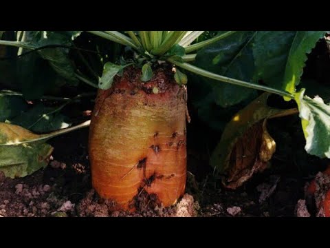 Видео: Кормовая свекла "Бригадир„Убираем с огорода вместе с Вами!