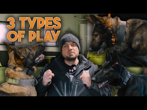 Видео: Как ИГРАТЬ с разными собаками