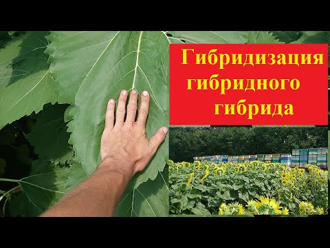 Видео: Гибридизация гибридного гибрида. Или, что такое "мама" и "папа".