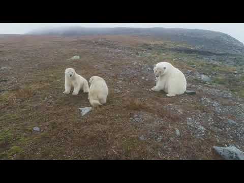 Видео: Утро семьи белых медведей на мысу "Кожевникова"