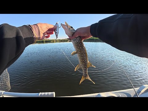 Видео: Рибалка на Дніпрі! Щука роздає, окунь не відстає! 😁