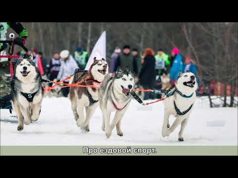 Видео: ВСЕ ПОРОДЫ ХОРОШИ?! ВЫПУСК 5. СИБИРСКИЙ ХАСКИ. Часть 1 из 2.