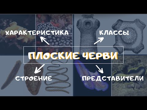 Видео: Тип Плоские черви. Биология 7 класс. Классы, строение плоских червей. Ленточные черви Паразиты. ЕГЭ
