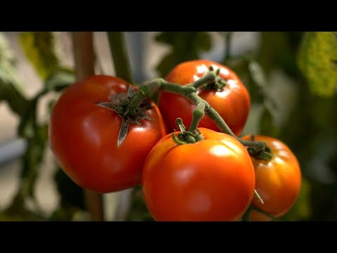 Видео: Разсад домати, краставици, пипер. Сравнение в три различни почви!