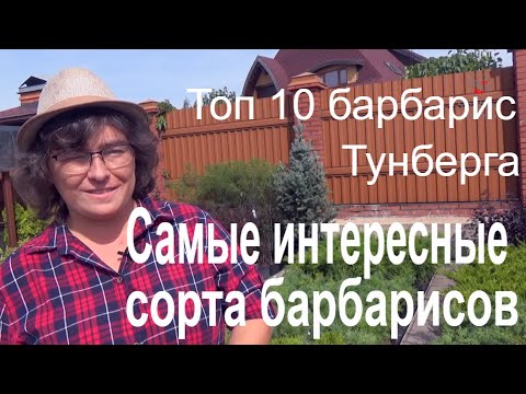 Видео: Самые интересные сорта барбарисов. Топ 10 барбарис Тунберга