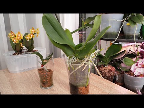 Видео: ЕСТЬ РЕЗУЛЬТАТ! ОЧЕНЬ НЕОДНОЗНАЧНЫЙ сорт. ДОЛГО подбирала к нему подход.