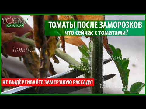 Видео: Томаты после заморозков. Что сейчас с подмерзшей рассадой томатов?