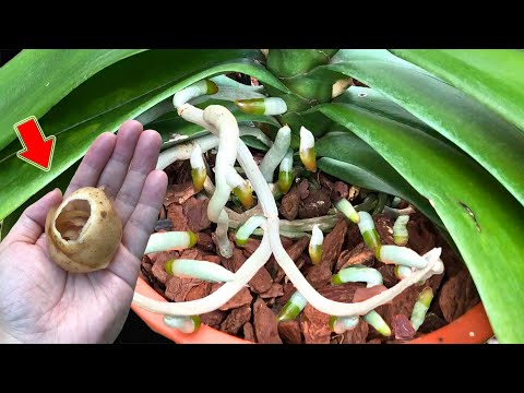 Видео: Не выбрасывайте его! Он заставляет орхидеи расти быстрее и цвести больше, чем когда-либо!
