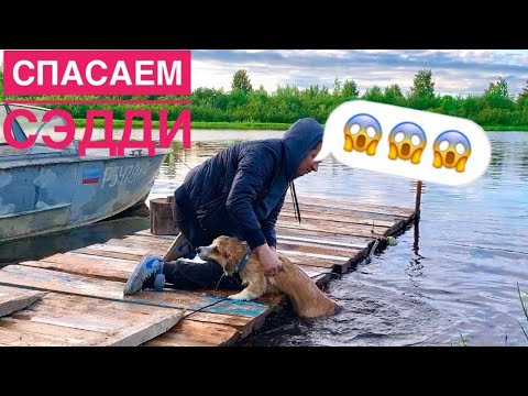 Видео: СВАЛИЛСЯ в ВОДУ! Собаки открыли купальный сезон!😍Часть 3