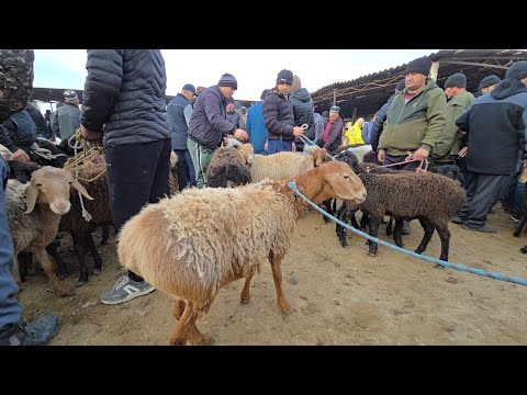 Видео: НАРХИ ГУСФАНД МОЛБОЗОРИ ХИСТЕВАРЗ.  Хучанд.     14ноября 2025 г.
