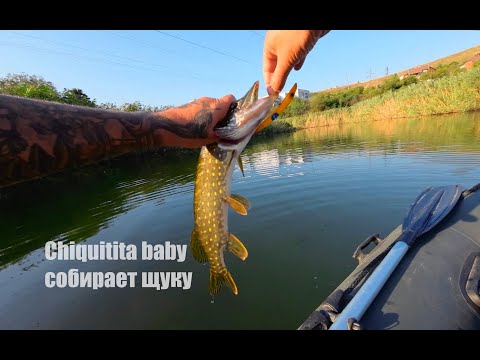 Видео: Chiquitita baby собирает щуку