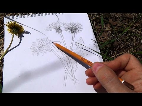 Видео: Весенние зарисовки. Выпуск 2 - как рисовать одуванчик с натуры