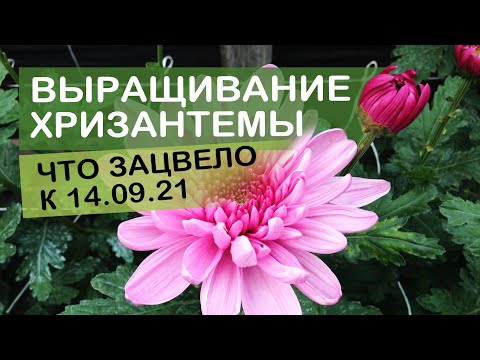Видео: Обзор зацветающих хризантем в середине сентября 21 года