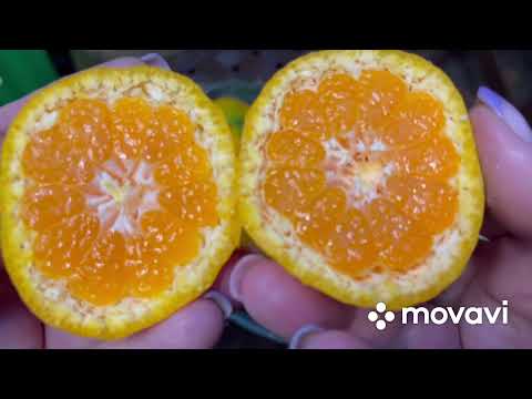 Видео: Мандарин Owari Satsuma / Овари Сатсума 🍊