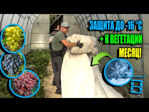 Видео: SUPER ЗАЩИТА ВИНОГРАДНИКА ОТ ЗАМОРОЗКОВ ДО -16 °C ЭТО РЕАЛЬНО! СЕВЕРНЫЙ ВИНОГРАДНИК 25-34