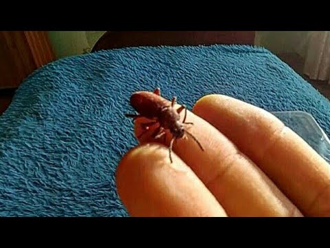 Видео: Как развести зофобаса#этап три