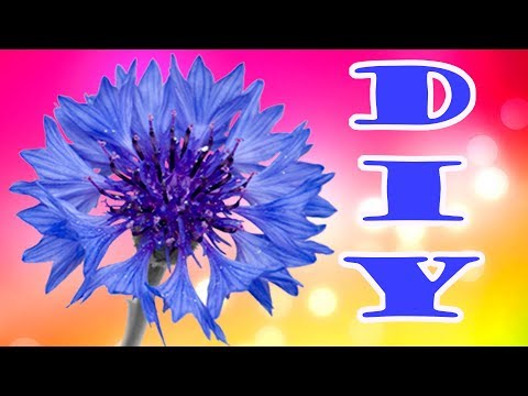 Видео: DIY  Как сделать Василек из гофрированной бумаги мастер класс МК поэтапно для новичков
