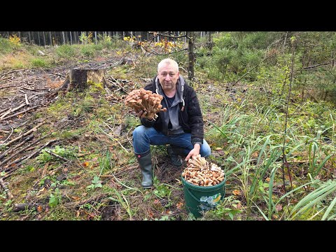 Видео: Грибы опята море грибов 