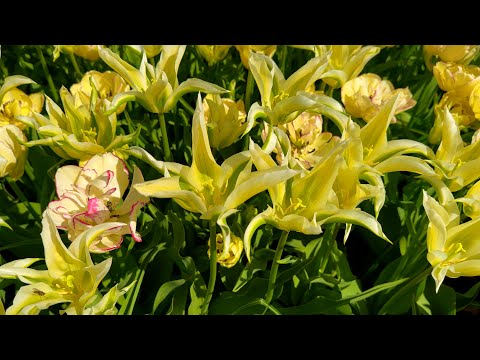 Видео: 45 самых красивых сортов ГОЛЛАНДСКИХ ТЮЛЬПАНОВ 🌷Релакс видео 4К