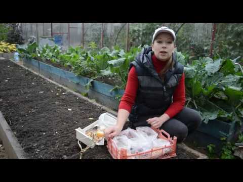 Видео: Посадка лука севком под зиму: секреты и сорта