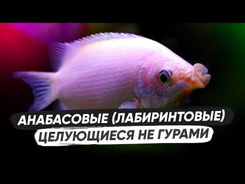 Видео: Целующиеся НЕ Гурами
