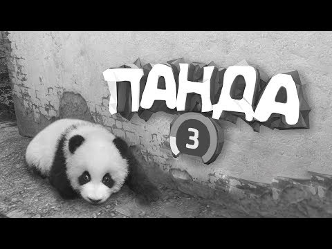 Видео: #2 CS:GO - Панда