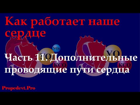 Видео: Как работает наше сердце. Часть 11. Дополнительные проводящие пути сердца.