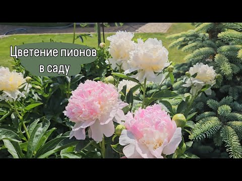 Видео: Цветение пионов в саду. Июнь 2024. Top brass, Cytherea, Raspberry Sunday, Sarah Bernard и другие
