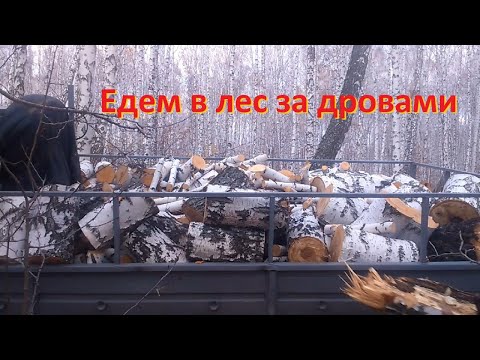 Видео: В Лес за дровами. Работа в лесу. Working in the forest.