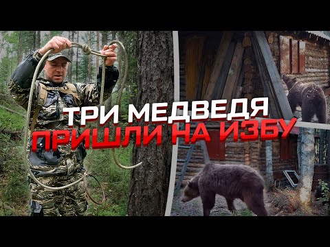 Видео: Три медведя пришли на избу! ЛОВУШКА на зверя! #медведьиизба