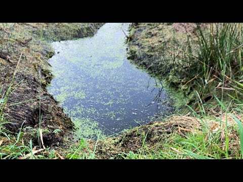 Видео: Рыбалка на поплавок в пруду.Делаем забор и ловим рыбу.