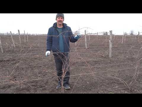 Видео: Что делать, когда молодой куст как веник