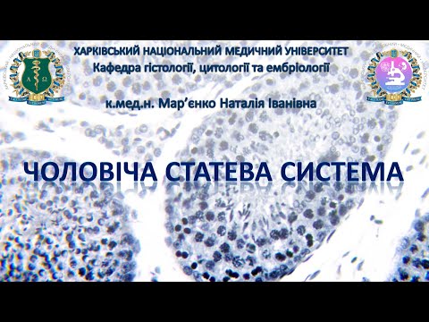Видео: Чоловіча статева система. Гістологія