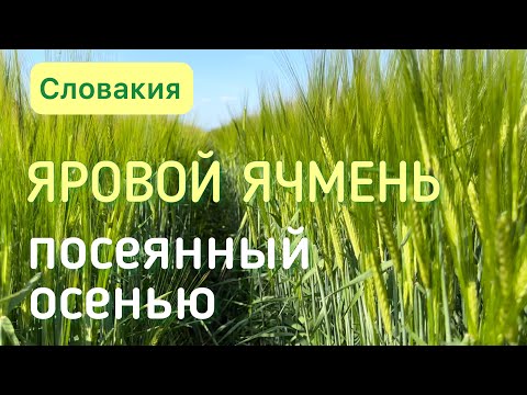 Видео: Яровой ячмень, посеянный осенью - урожайность выше, качество лучше