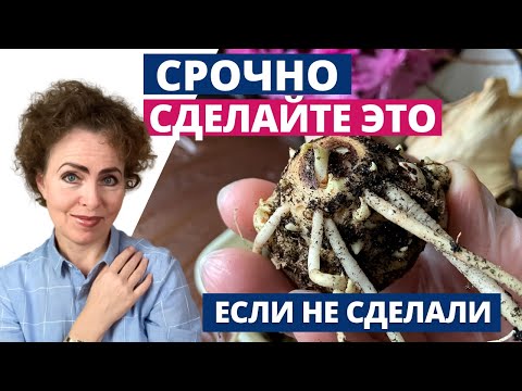 Видео: КАЛЛЫ: выкапывать клубни или не выкапывать?