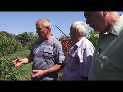 Видео: Виноград Торнадо який повинен бути.