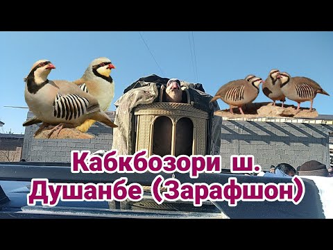 Видео: Кабкбозори ш. Душанбе маҳаллаи (Зарафшон) 05.02.2022