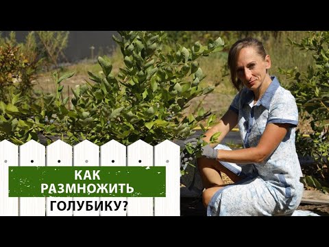 Видео: Размножение голубики летом: Что и как нужно сделать, чтобы голубика прижилась?
