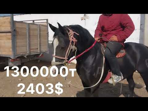 Видео: Тараз Малбазар  Жылқы Horse Бұл Базарға  2,5🍋-ға Жақсы Айғыр келді 
