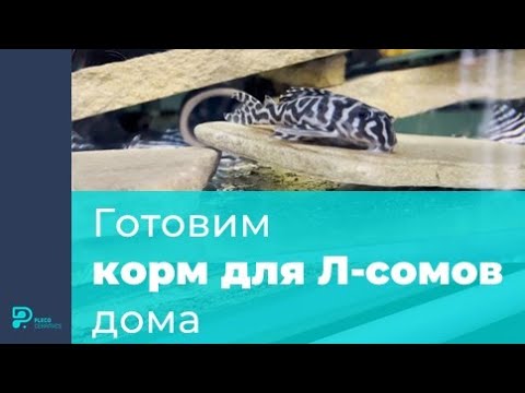 Видео: Готовим корм для Л сомов дома