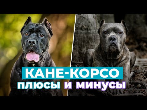 Видео: КРОВОЖАДНАЯ СОБАКА из “Игры престолов”: ВСЁ, что нужно знать о породе Кане-Корсо!
