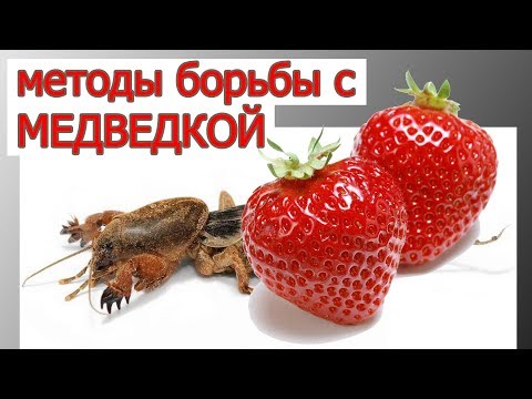 Видео: МЕДВЕДКА НА КЛУБНИКЕ: чем опасна и как с ней бороться.