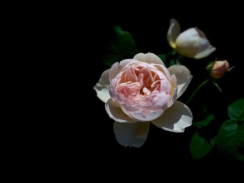 Видео: ✿➽ Новые розы в саду 2022 часть 2