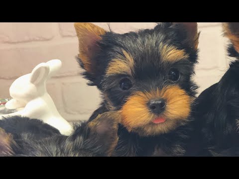 Видео: VLOG: УТРО ЗАВОДЧИКА♥️ЩЕНОЧКИ СКОРО УЕДУТ☹️