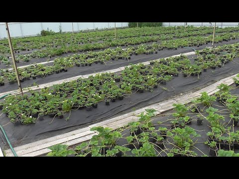 Видео: Высаживаем новый маточник клубники. Сентябрь 23г.