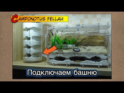 Видео: Феллахов битком, подключаем башню ● Camponotus fellah